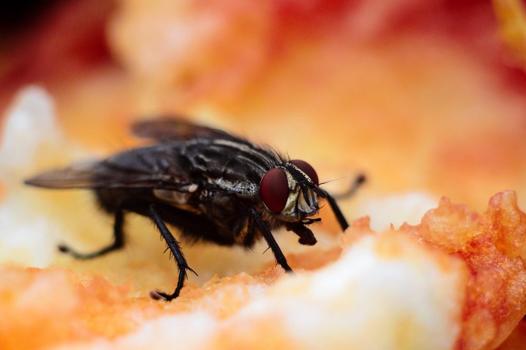 How Do You Get Rid Of Fruit Flies