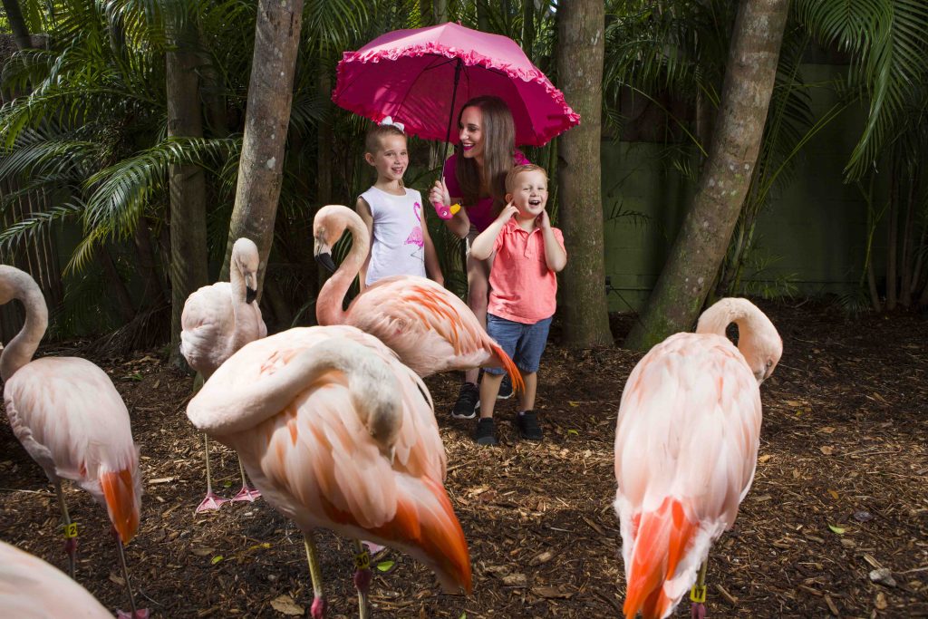 Palm Beach Zoo Flamingos