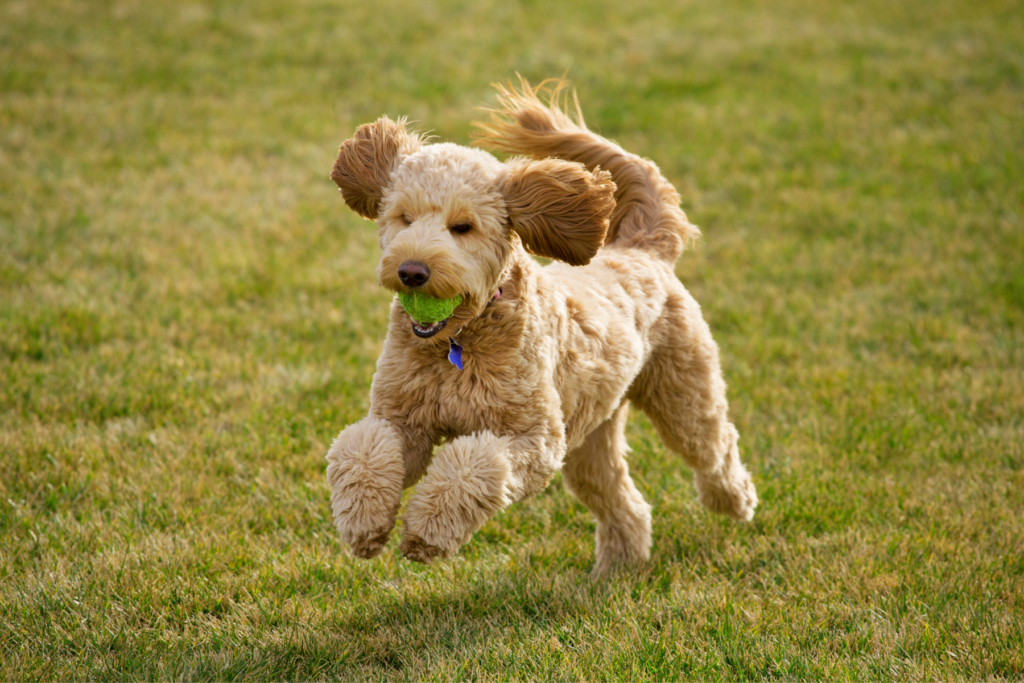 Where to Rescue Goldendoodles for Adoption