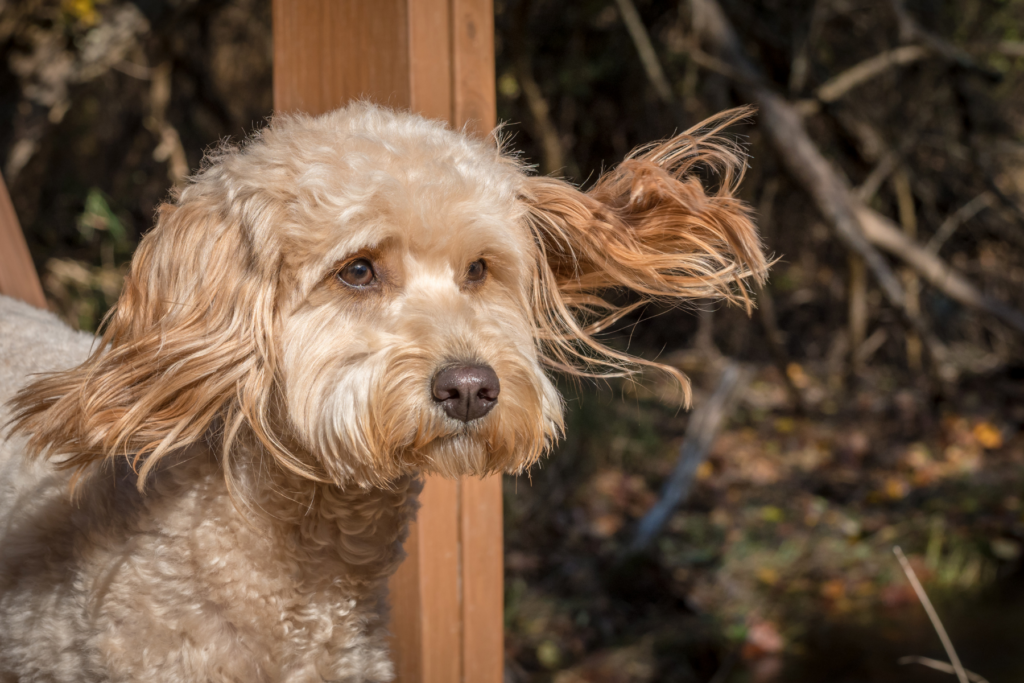 Rescue Goldendoodles for Adoption • Christina All Day