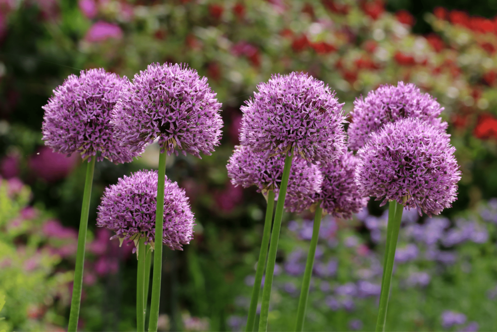 12 Best Plants That Repel Mosquitoes
