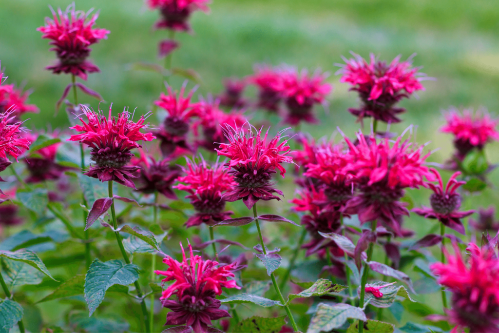 12 Best Plants That Repel Mosquitoes
