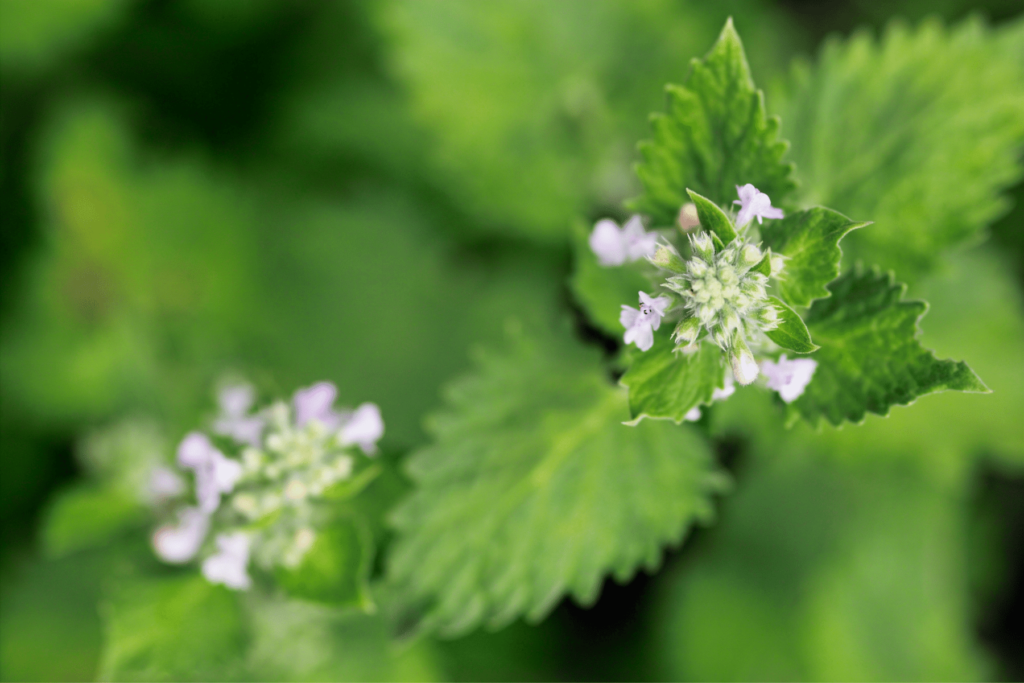 12 Best Plants That Repel Mosquitoes