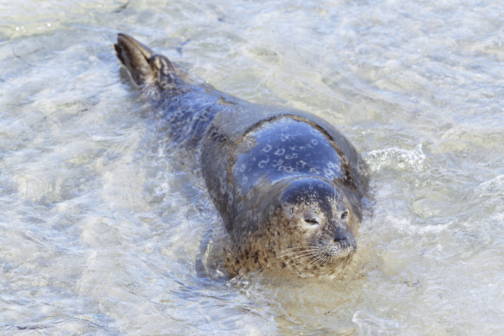 Where are the Seals in La Jolla?