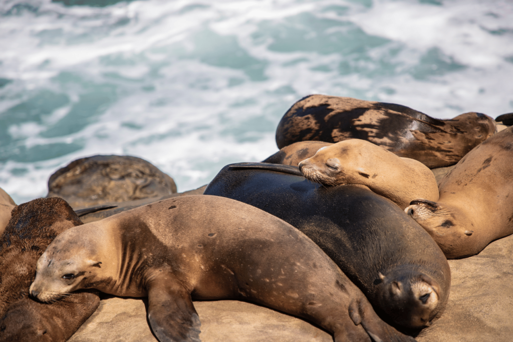 Where are the Seals in La Jolla?