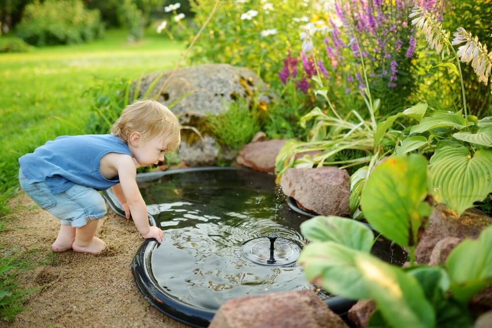 Best Types of Fish for a Small Backyard Pond